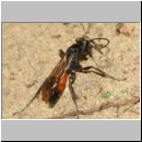 Priocnemis perturbator - Wegwespe w001f 11mm - Sandgrube Niedringhaussee-det.jpg